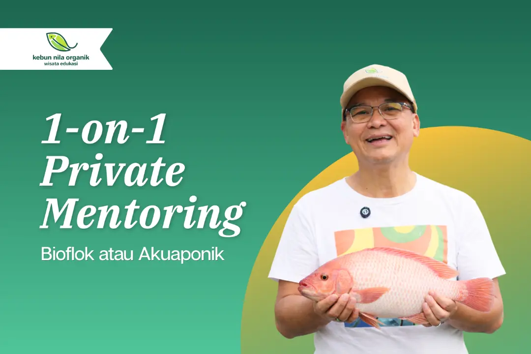 Exclusive 1-on-1 Private Mentoring Menjadi Pengusaha Ikan Nila dengan sistem Bioflok atau Akuaponik